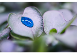 Gartenmedizin