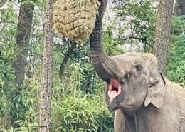 2023 feiert der Burgers Zoo in Arnheim, welcher heute über eine Million Besucher im Jahr zählt, sein 110-jähriges Bestehen